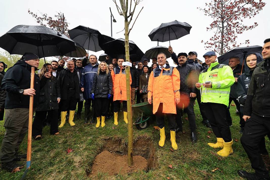 İstanbul'a 1111 'nefes' takviyesi yapıldı! Fıstık çamları ve zeytinler buluştu 8